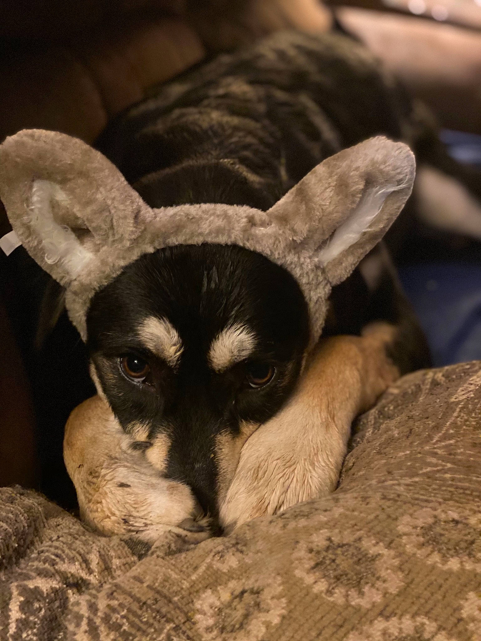 Dakota joined the competition — help win amazing prizes! canidae, carnivore, chihuahua, close_up, dog, dog_breed, fawn, fur, snout, terrestrial_animal, vertebrate, whiskers, wildlife, working_animal