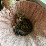 Orion is registered to the contest to win money with this photo: kitten, cat, toy, mouse_toy, pink_bed, scratching_post, cozy, feline, pet, cute, indoor, small, fur, whiskers, curious, blue_eyes, resting, soft, domestic_cat, young