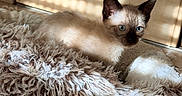 Bloom a rejoint le concours — aidez-le/la à gagner de superbes lots ! kitten, siamese_cat, blue_eyes, fluffy_blanket, sunlight, indoor, wooden_door, fur, pet, young_cat, cozy, resting, curious, animal, soft_texture, domestic_cat, light_and_shadow, home, cute, quiet