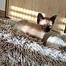 kitten, siamese_cat, blue_eyes, fluffy_blanket, sunlight, indoor, wooden_door, fur, pet, young_cat, cozy, resting, curious, animal, soft_texture, domestic_cat, light_and_shadow, home, cute, quiet