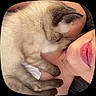 Bloom participe au concours pour gagner de l'argent avec cette photo : cat, fluffy, snuggling, close_up, person, face, paw, skin, necklace, indoor, resting, cute, feline, pet, affection, cozy, warm, comfort, companion, relaxation