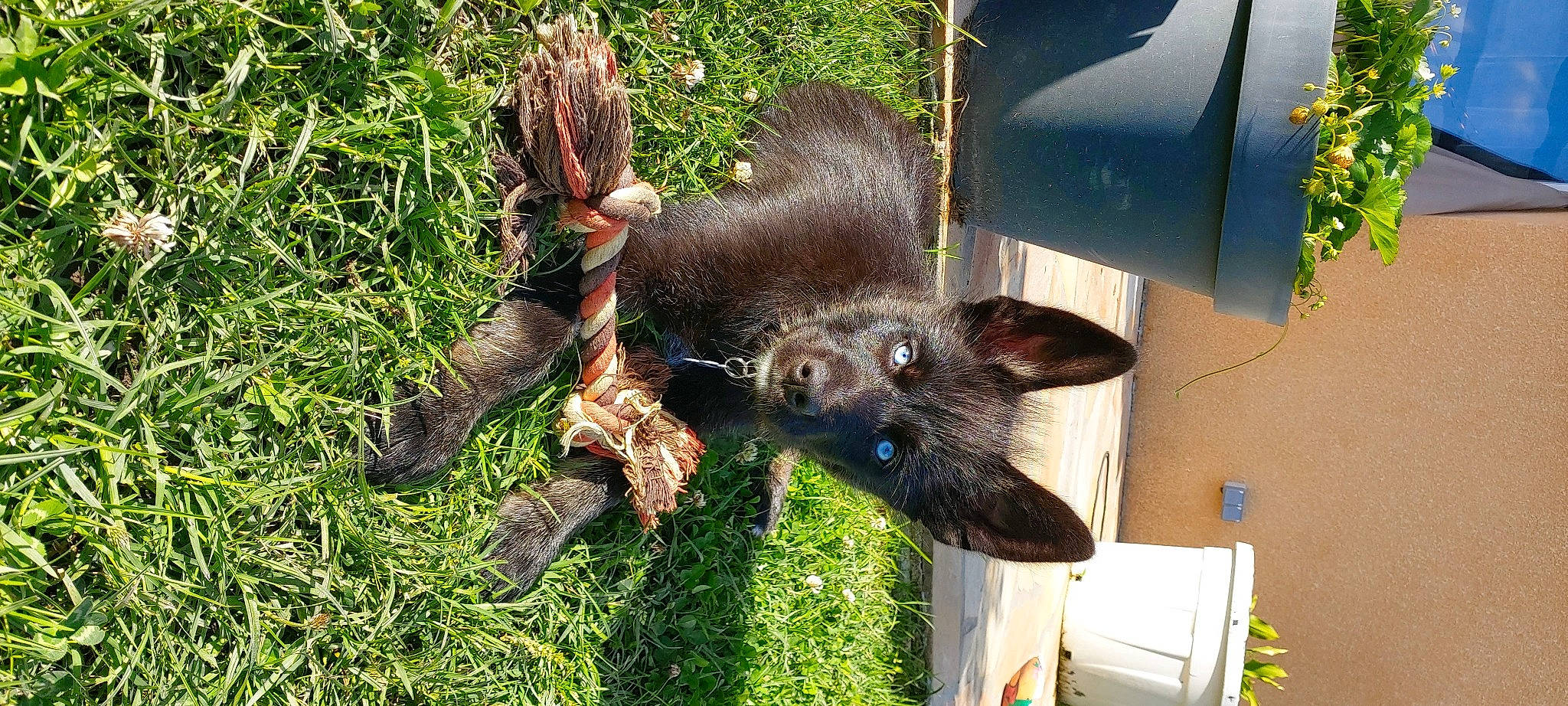 Buddy a rejoint le concours — aidez-le/la à gagner de superbes lots ! canidae, carnivore, dog_breed