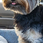 Simon is registered to the contest to win money with this photo: dog, pet, small_dog, portrait, close_up, furry, tongue, nose, eyes, black_fur, brown_fur, fluffy, dog_bed, blanket, car_interior, seat, cozy, sitting, cute, animal