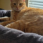 Rossco is registered to the contest to win money with this photo: cat, orange_tabby, feline, pet, indoor, cat_tree, plush, window_blinds, relaxed, fur, whiskers, ears, animal, resting, cozy, home, curious, soft_light, closeup, comfortable
