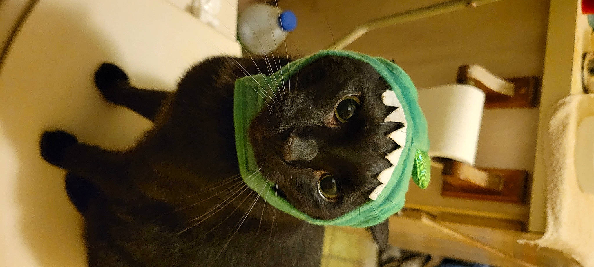 Egypt is registered to the contest to win money with this photo: automotive_wheel_system, black_cat, carnivore, cat, cat_supply, domestic_short_haired_cat, fang, felidae, fish, fur, houseplant, pet_supply, rim, room, small_to_medium_sized_cats, snout, tail, whiskers