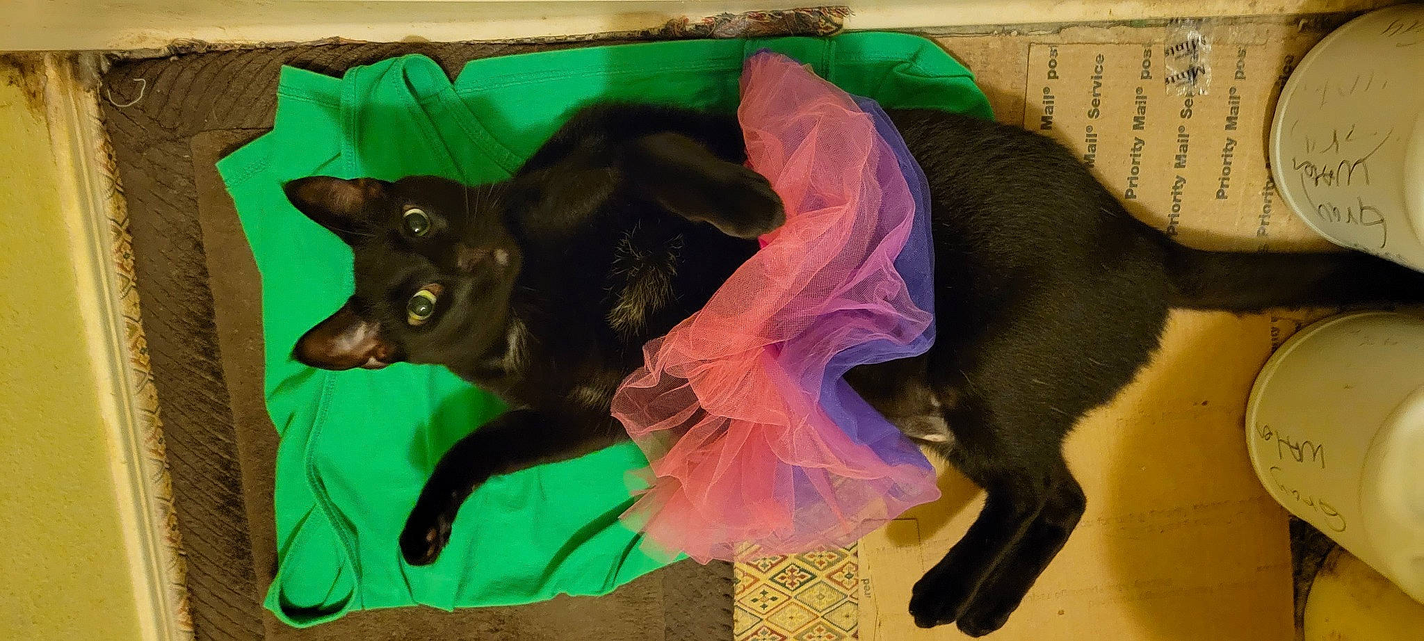 Egypt joined the competition — help win amazing prizes! bat, black_cat, canidae, carnivore, cat, dog_breed, dog_supply, fawn, felidae, fur, personal_protective_equipment, pet_supply, small_to_medium_sized_cats, snout, sporting_group, tail, terrestrial_animal, vertebrate, whiskers, working_animal