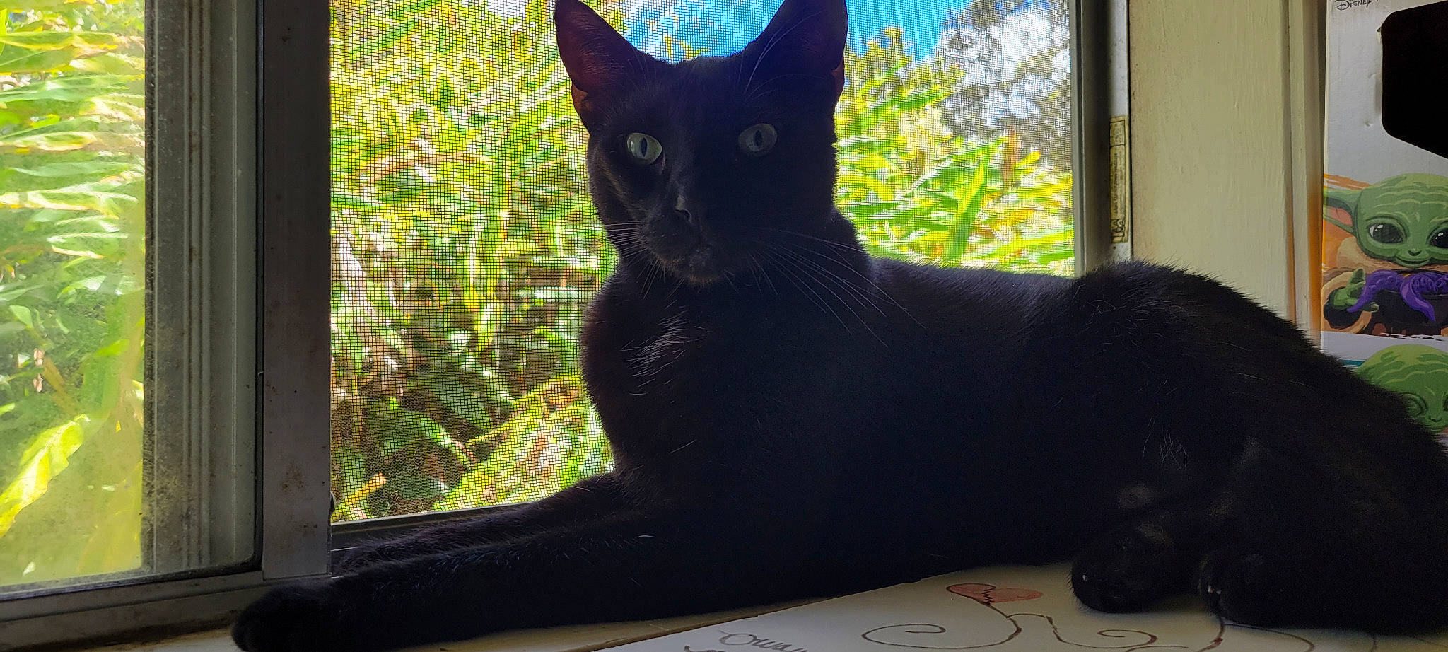 Egypt joined the competition — help win amazing prizes! black_cat, bombay, carnivore, cat, domestic_short_haired_cat, eye, felidae, fixture, fur, plant, shade, sitting, small_to_medium_sized_cats, snout, tail, tints_and_shades, tree, vertebrate, whiskers, window