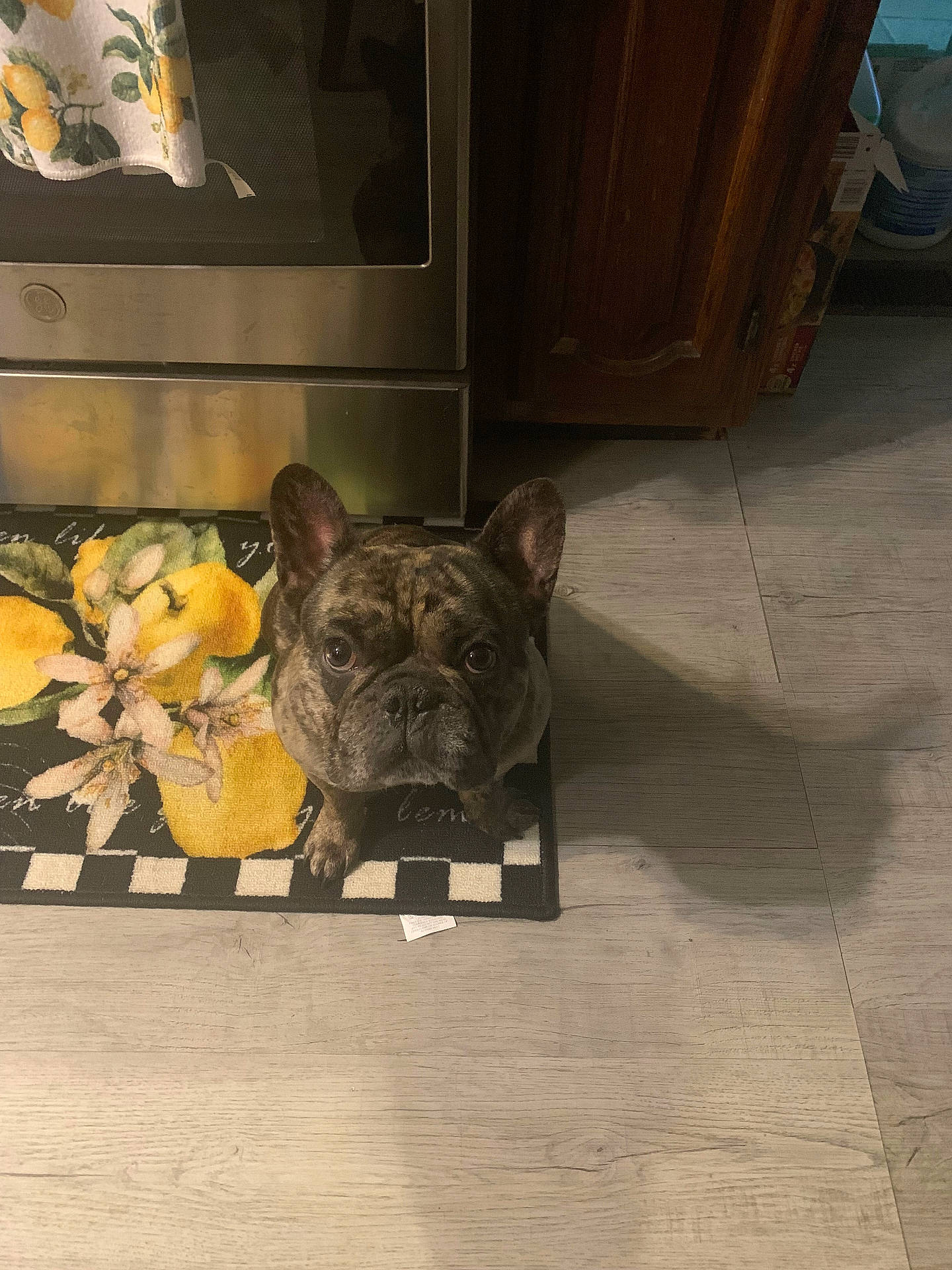Max joined the competition — help win amazing prizes! animal, bostonbull, boxer, bulldog, canine, dog, dogbed, frenchbulldog, hardwood, indoors, interiordesign, person, pet, pitbull, plant, pottedplant, pug, puppy, whitedog, wood