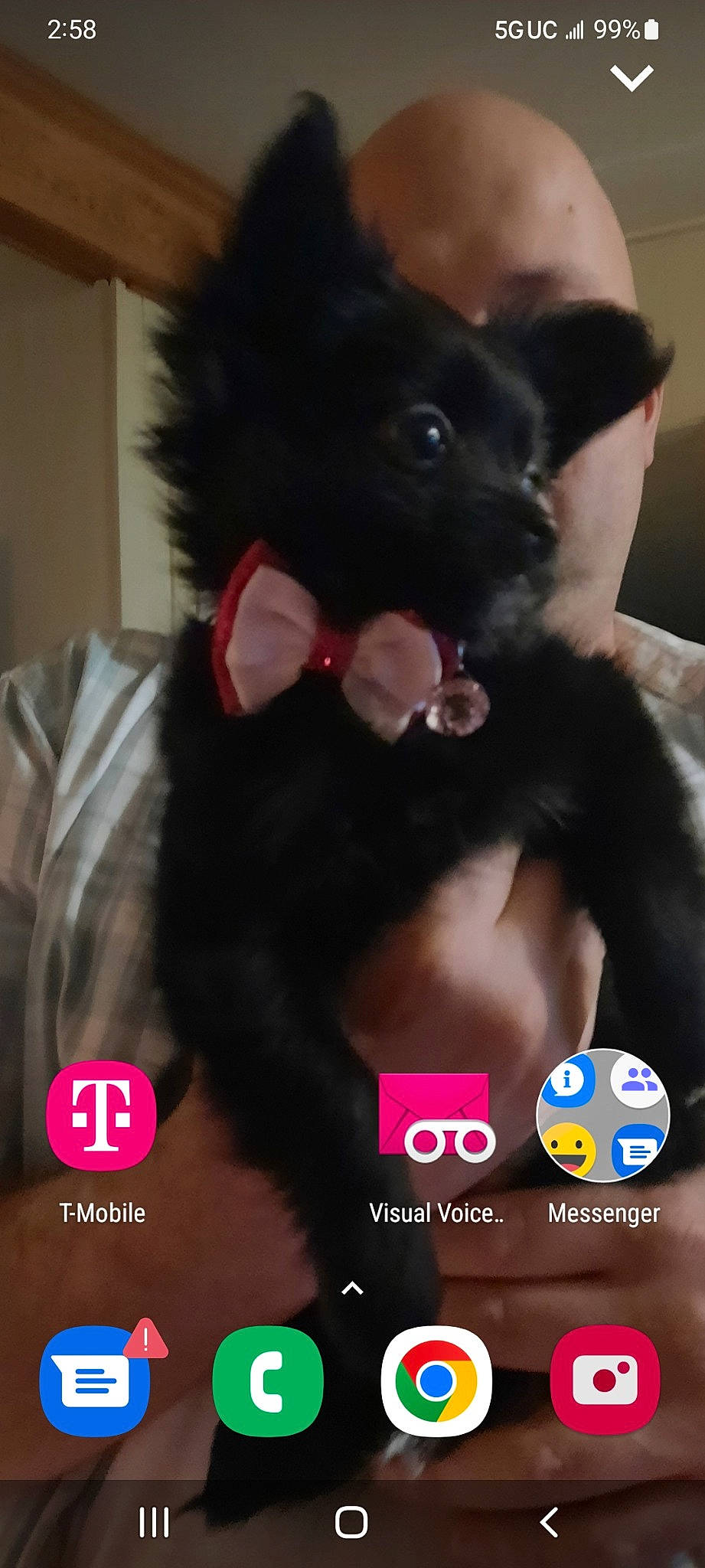 Bronte joined the competition — help win amazing prizes! black_hair, canidae, carnivore, companion_dog, dog, dog_breed, ear, fashion_accessory, felidae, font, fur, gesture, logo, mammal, non_sporting_group, photo_caption, selfie, snout, sporting_group, whiskers