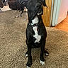 dog, black_dog, white_markings, carpet, indoor, living_room, furniture, curious, pet, collar, obedient, seated, household, floor, domestic, ears, eyes, nose, tail, canine