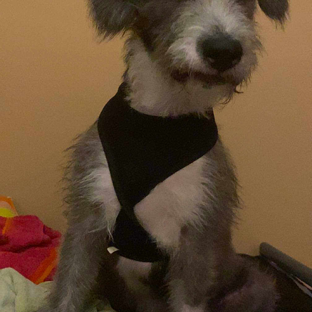 Bella