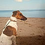 dog, beach, sand, sea, sky, collar, leash, brown, white, outdoor, animal, pet, calm, footprints, water, nature, daytime, canine, sitting, quiet