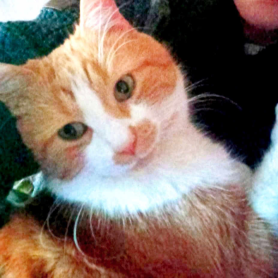 Ulysse a rejoint le concours — aidez-le/la à gagner de superbes lots ! abyssinian, accessories, angora, animal, brick, cat, couch, cushion, face, furniture, glasses, head, kitten, manx, person, pet, photography, portrait, selfie, sleeping