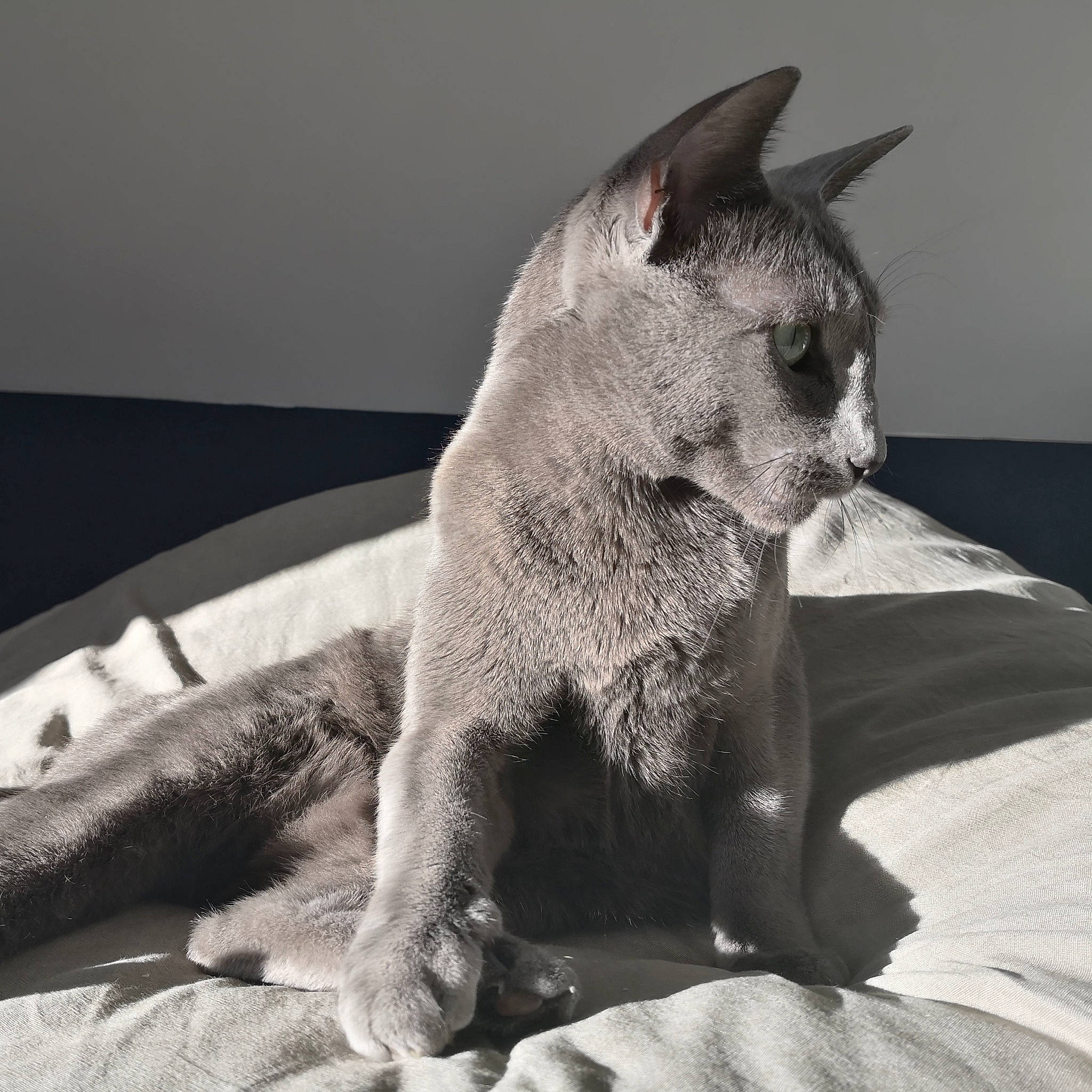 Minka a rejoint le concours — aidez-le/la à gagner de superbes lots ! canidae, carnivore, cat, claw, comfort, dog_breed, domestic_short_haired_cat, fawn, felidae, fur, grey, monochrome, monochrome_photography, paw, small_to_medium_sized_cats, tail, terrestrial_animal, whiskers, wildlife