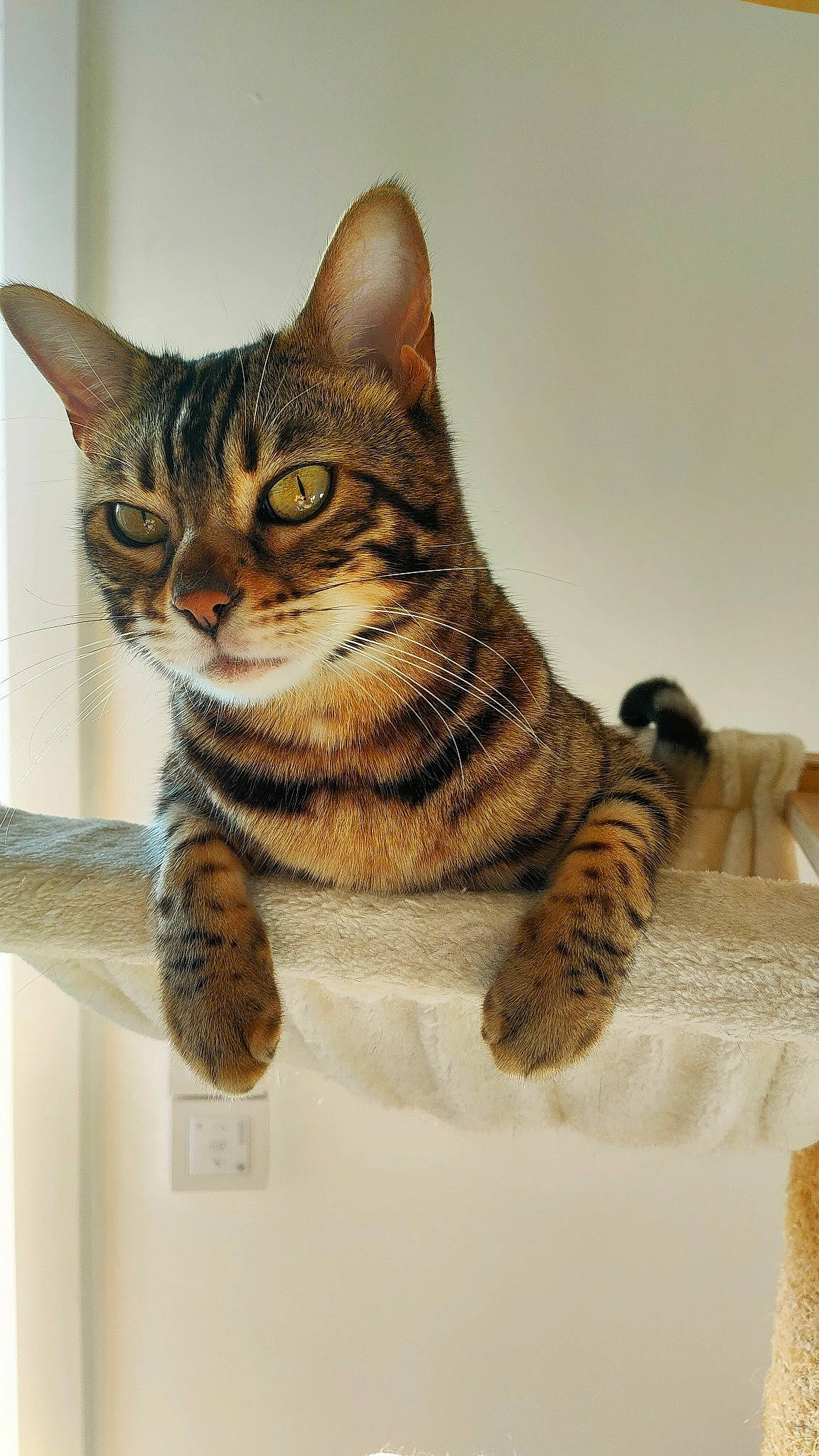 Kyra participe au concours pour gagner de l'argent avec cette photo : art, carnivore, cat, domestic_short_haired_cat, felidae, fur, illustration, paint, paw, small_to_medium_sized_cats, snout, tail, terrestrial_animal, visual_arts, whiskers, wildlife