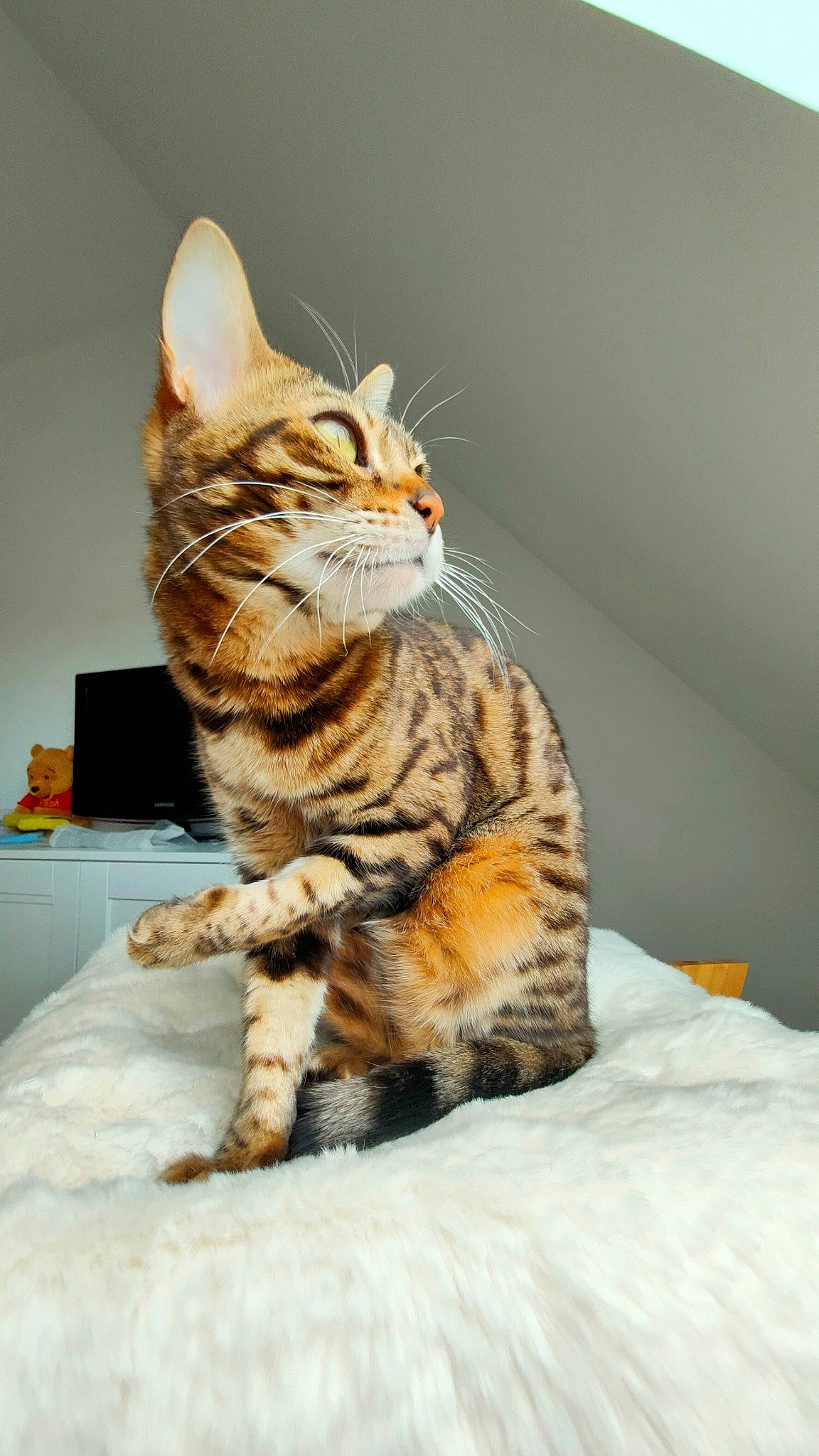 Kyra participe au concours pour gagner de l'argent avec cette photo : art, carnivore, cat, claw, comfort, domestic_short_haired_cat, felidae, fur, paw, sitting, small_to_medium_sized_cats, snout, tail, terrestrial_animal, whiskers, wildlife, window, wood