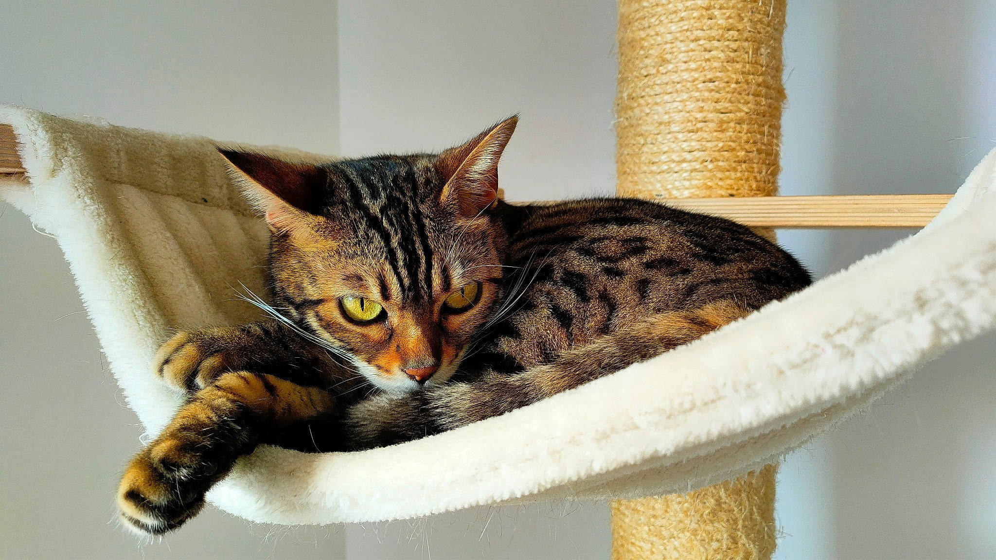 Kyra participe au concours pour gagner de l'argent avec cette photo : basket, carnivore, cat, cat_supply, comfort, domestic_short_haired_cat, eye, felidae, fur, paw, pet_supply, rectangle, sitting, small_to_medium_sized_cats, snout, tail, terrestrial_animal, whiskers, wicker, wood