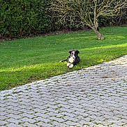 Archi participe au concours pour gagner de l'argent avec cette photo : puppy, dog, black_and_white, pet, animal, outdoor, garden, lawn, grass, pavement, pathway, brick_pavers, tree, hedge, foliage, nature, sunlight, lying_down, portrait, park