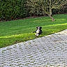 puppy, dog, black_and_white, pet, animal, outdoor, garden, lawn, grass, pavement, pathway, brick_pavers, tree, hedge, foliage, nature, sunlight, lying_down, portrait, park