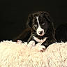 Archi participe au concours pour gagner de l'argent avec cette photo : puppy, dog, black_and_white, fluffy, lying_down, blanket, shaggy, portrait, close_up, pet, animal, paws, blue_eyes, white_markings, black_fur, indoor, cozy, cute, camera_facing, soft_texture