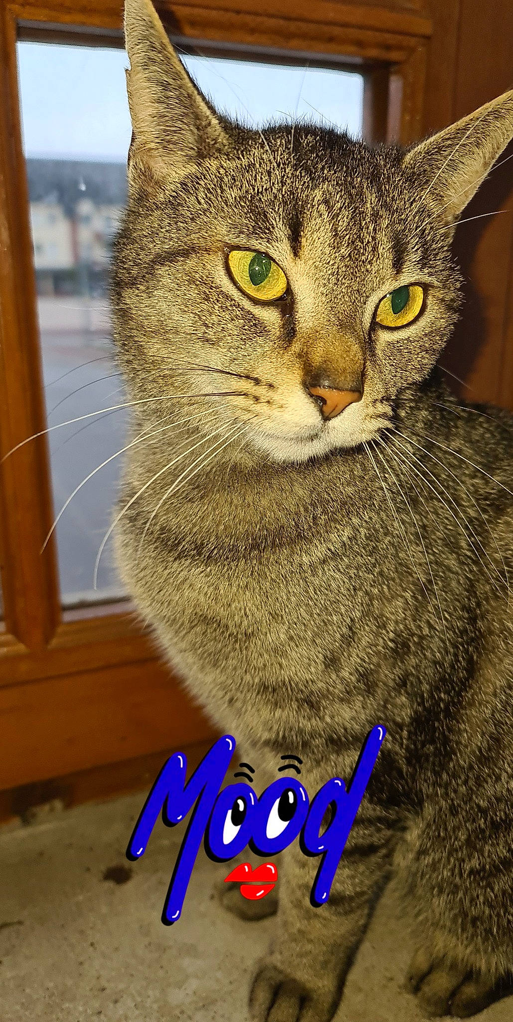 Kovu a rejoint le concours — aidez-le/la à gagner de superbes lots ! carnivore, cat, claw, domestic_short_haired_cat, felidae, font, fur, paw, photo_caption, small_to_medium_sized_cats, snout, tail, terrestrial_animal, whiskers, wildlife, window, wood