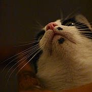 Mino participe au concours pour gagner de l'argent avec cette photo : animal, black_spots, cat, close_up, curious, dark_background, domestic_cat, face, feline, indoor, looking_up, muzzle, pet, pink_nose, portrait, quiet, soft_light, whiskers, whiskers_visible, white_fur