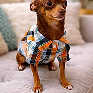 Levi Wyatt joined the competition — help win amazing prizes! adorable, big_eyes, blurred_background, bokeh, chihuahua, couch, cozy, dog, fabric, fur, furniture, indoor, living_room, looking_away, paws, pet, plaid_shirt, portrait, shirt, small_dog