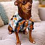 adorable, big_eyes, blurred_background, bokeh, chihuahua, couch, cozy, dog, fabric, fur, furniture, indoor, living_room, looking_away, paws, pet, plaid_shirt, portrait, shirt, small_dog