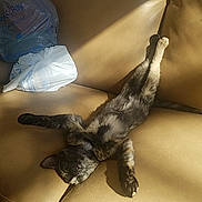 Piper-Eleanor joined the competition — help win amazing prizes! cat, couch, leather, sunlight, relaxed, stretching, indoor, plastic_bags, home, pet, feline, sleeping, comfortable, animal, living_room, window, door, shadow, fur, resting