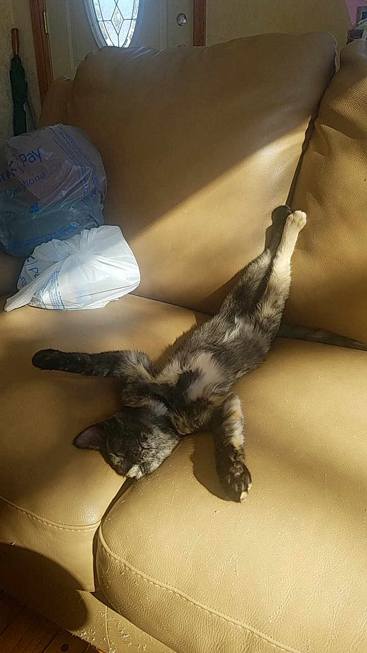 Piper-Eleanor joined the competition — help win amazing prizes! cat, couch, leather, sunlight, relaxed, stretching, indoor, plastic_bags, home, pet, feline, sleeping, comfortable, animal, living_room, window, door, shadow, fur, resting