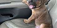 Ryan Rodell Malone is registered to the contest to win money with this photo: accessories, animal, belt, boxer, bulldog, canine, car, car_interior, carseat, cushion, dog, frenchbulldog, homedecor, hound, machine, pet, pitbull, puppy, transportation, vehicle