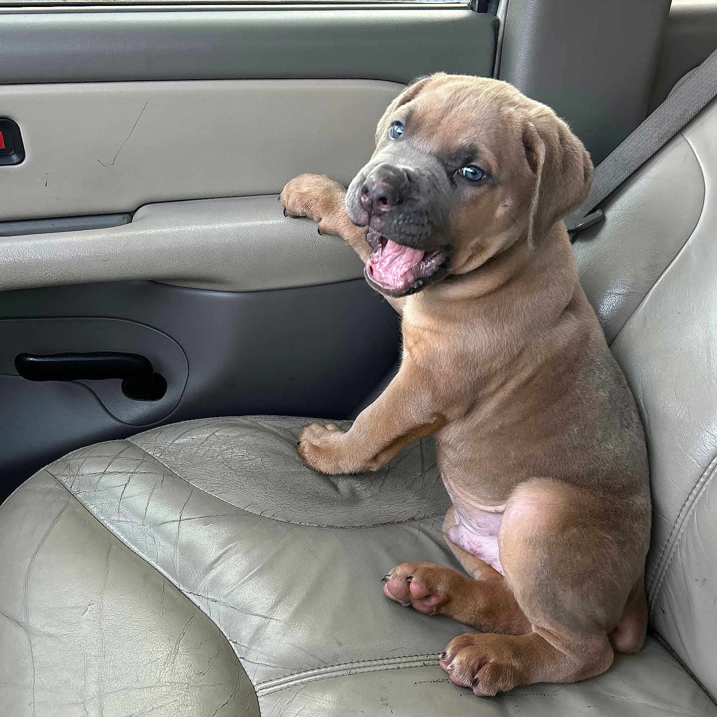 Ryan Rodell Malone is registered to the contest to win money with this photo: accessories, animal, belt, boxer, bulldog, canine, car, car_interior, carseat, cushion, dog, frenchbulldog, homedecor, hound, machine, pet, pitbull, puppy, transportation, vehicle