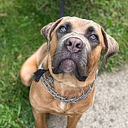 Ryan Rodell Malone joined the competition — help win amazing prizes! animal, blue_eyes, brown_fur, canine, chain, close_up, collar, concrete, dog, ears, expression, grass, leash, nature, outdoor, paw_print_tag, pet, portrait, sitting, snout