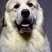 Gunner is registered to the contest to win money with this photo: dog, fluffy, white, cream, portrait, close_up, tongue_out, drool, pet, animal, canine, fur, studio, background, mammal, cute, friendly, big_dog, headshot, adorable