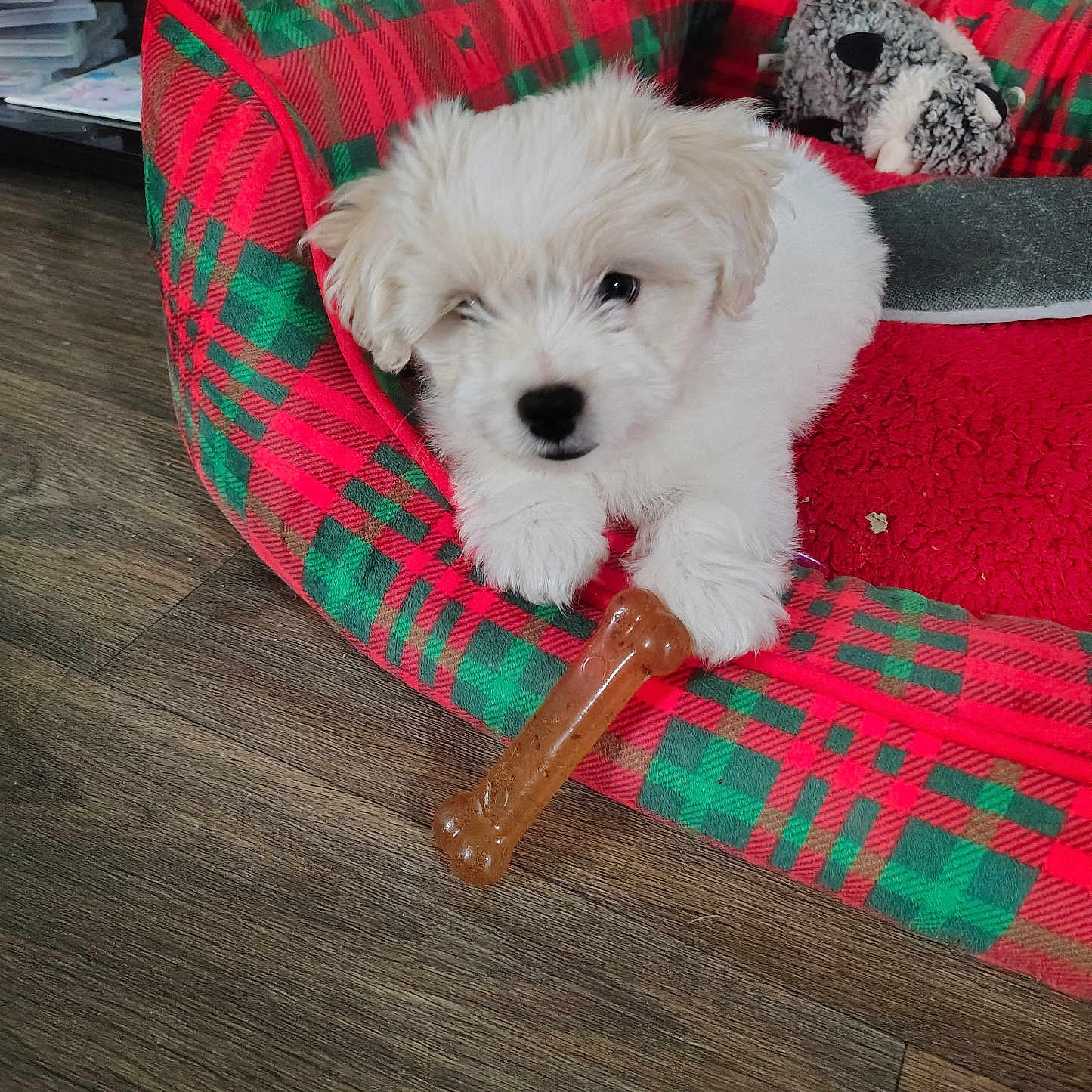 Teddy is registered to the contest to win money with this photo: animal, basket, canine, cockerspaniel, couch, cushion, dog, dogbed, eskimodog, furniture, hardwood, homedecor, indoors, pet, poodle, puppy, terrier, toy, whitedog, wood