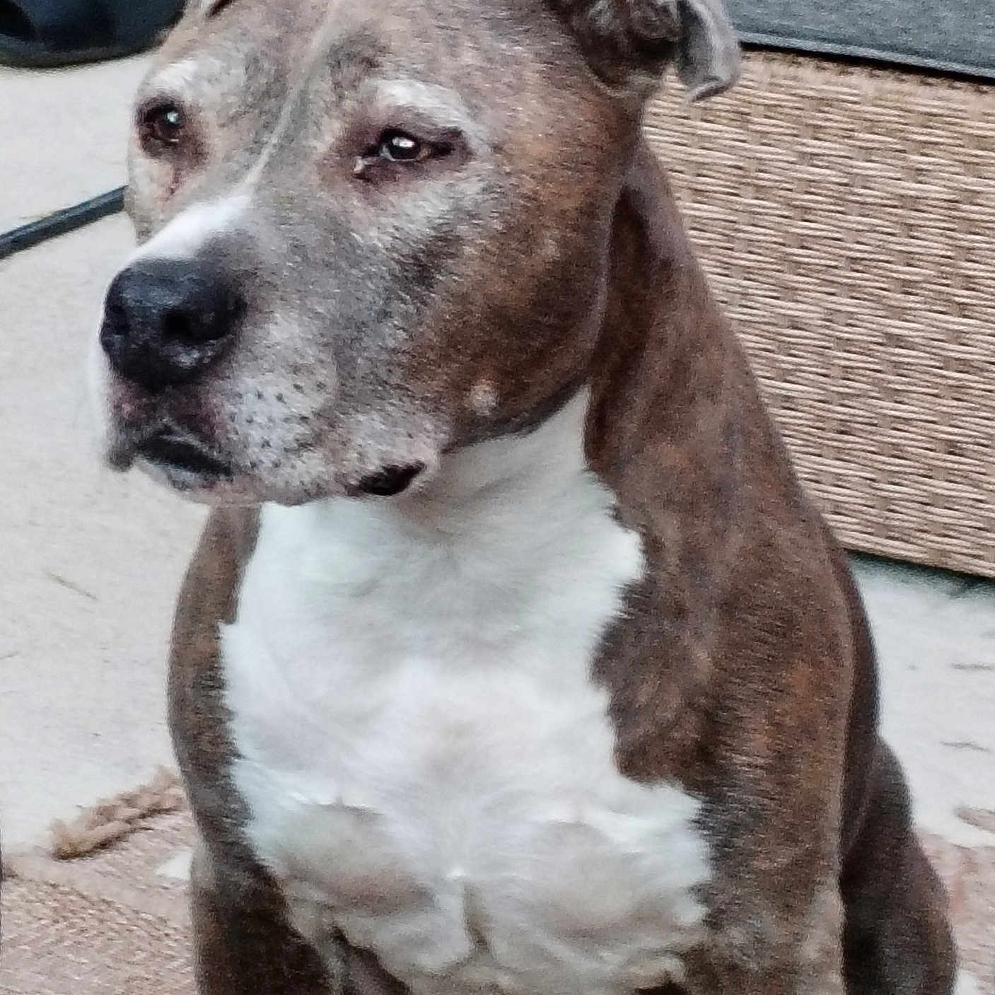 Luna participe au concours pour gagner de l'argent avec cette photo : animal, brindle, canine, dog, domestic, ears, eyes, floor, fur, furniture, indoor, nose, pet, portrait, puma, rug, sitting, slippers, white_chest, woven_basket