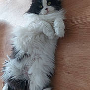 Pacha participe au concours pour gagner de l'argent avec cette photo : cat, fluffy, black_and_white, lying_down, wooden_floor, pet, feline, cute, indoor, relaxed, whiskers, paws, fur, animal, domestic, laying, looking_up, portrait, cozy, playful