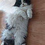 cat, fluffy, black_and_white, lying_down, wooden_floor, pet, feline, cute, indoor, relaxed, whiskers, paws, fur, animal, domestic, laying, looking_up, portrait, cozy, playful