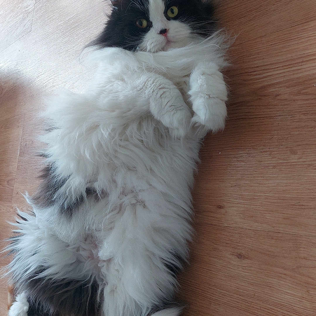 Pacha participe au concours pour gagner de l'argent avec cette photo : animal, black_and_white, cat, cozy, cute, domestic, feline, fluffy, fur, indoor, laying, looking_up, lying_down, paws, pet, playful, portrait, relaxed, whiskers, wooden_floor