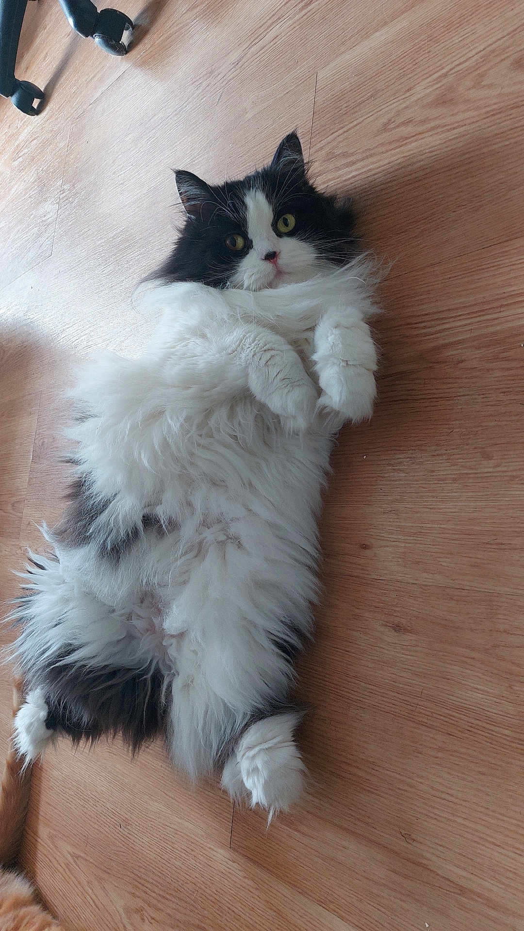 Pacha participe au concours pour gagner de l'argent avec cette photo : cat, fluffy, black_and_white, lying_down, wooden_floor, pet, feline, cute, indoor, relaxed, whiskers, paws, fur, animal, domestic, laying, looking_up, portrait, cozy, playful