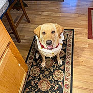 Leia joined the competition — help win amazing prizes! animal, architecture, building, canine, chair, dog, furniture, hardwood, homedecor, hound, indoors, interiordesign, labradorretriever, person, pet, plywood, puppy, rug, stainedwood, wood