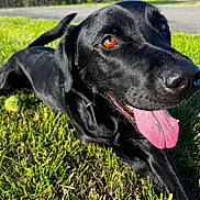 Finnegan is registered to the contest to win money with this photo: dog, black_dog, tongue_out, grass, tennis_ball, playful, outdoor, pet, canine, happy, sunlight, close_up, animal, nature, summer, mammal, friendly, domestic_animal, resting, bright
