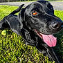 dog, black_dog, tongue_out, grass, tennis_ball, playful, outdoor, pet, canine, happy, sunlight, close_up, animal, nature, summer, mammal, friendly, domestic_animal, resting, bright
