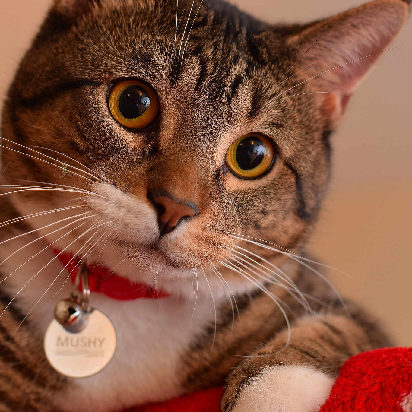 Mushy is registered to the contest to win money with this photo: american_wirehair, asian, cat, cat_like_mammal, close_up, domestic_short_haired_cat, dragon_li, european_shorthair, eye, fauna, fur, kitten, mammal, nose, organ, paw, small_to_medium_sized_cats, snout, tabby_cat, whiskers