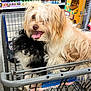 dog, shopping_cart, store, pet, fluffy, small_dog, black_and_white, cream_colored, tongue_out, cute, animal, indoor, aisle, products, metal_cart, fur, nose, eyes, closeup, two_dogs