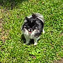 dog, pomeranian, small_dog, fluffy, black_and_white, grass, outdoor, sunlight, pet, animal, tongue_out, happy, nature, summer, greenery, cute, fur, standing, canine, daytime
