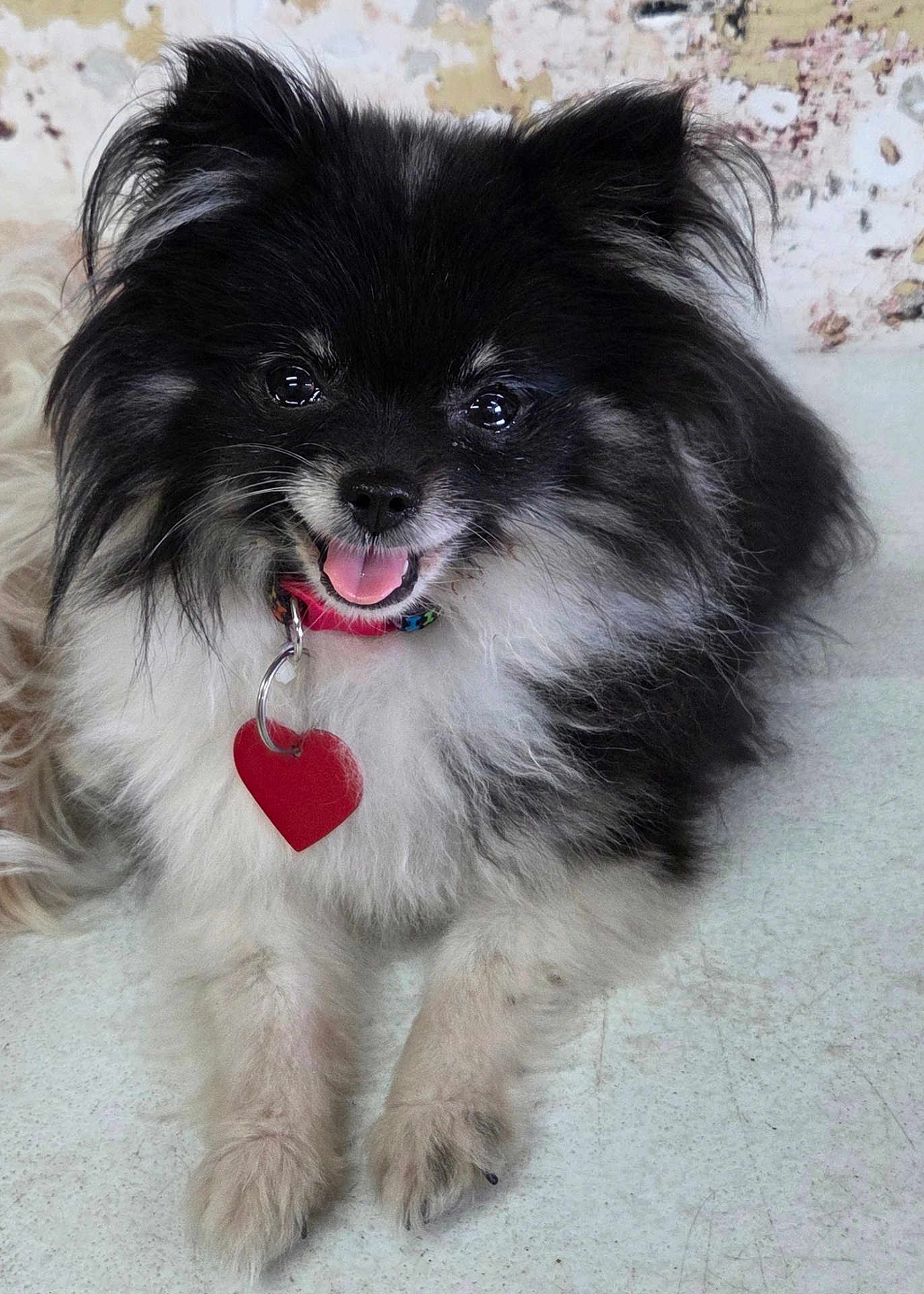 Lucie joined the competition — help win amazing prizes! dog, black_and_white, fluffy, heart_shaped_tag, smiling, tongue_out, pet, cute, collar, fur, animal, happy, small_dog, indoor, paw, close_up, adorable, friendly, mammal, domestic_animal
