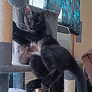Pickle joined the competition — help win amazing prizes! cat, black_cat, cat_tree, pet, indoor, furniture, curtains, window, air_conditioner, playful, stretching, animal, domestic, cozy, home, relaxed, feline, scratching_post, toy, background