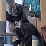 cat, black_cat, cat_tree, pet, indoor, furniture, curtains, window, air_conditioner, playful, stretching, animal, domestic, cozy, home, relaxed, feline, scratching_post, toy, background