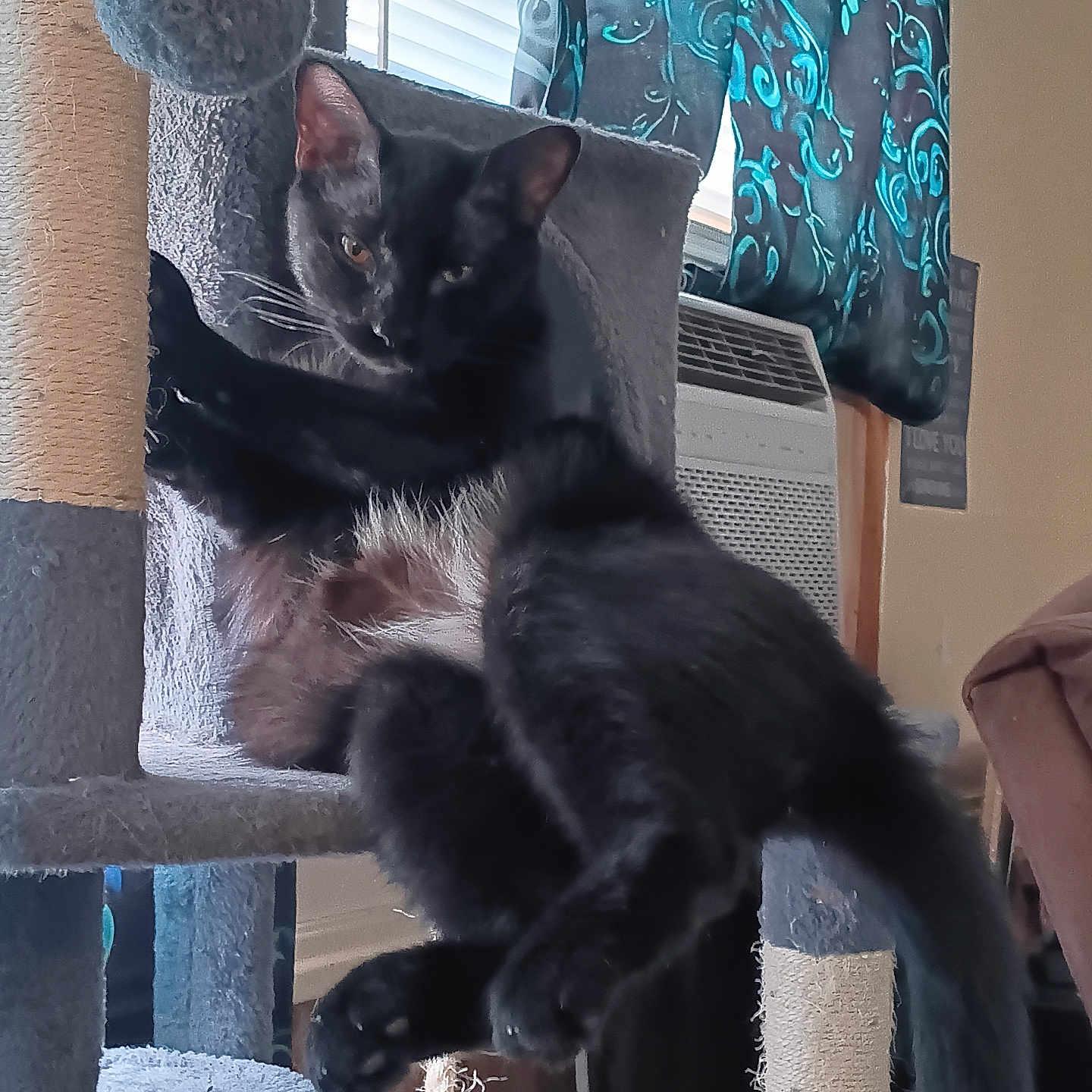 Pickle joined the competition — help win amazing prizes! cat, black_cat, cat_tree, pet, indoor, furniture, curtains, window, air_conditioner, playful, stretching, animal, domestic, cozy, home, relaxed, feline, scratching_post, toy, background